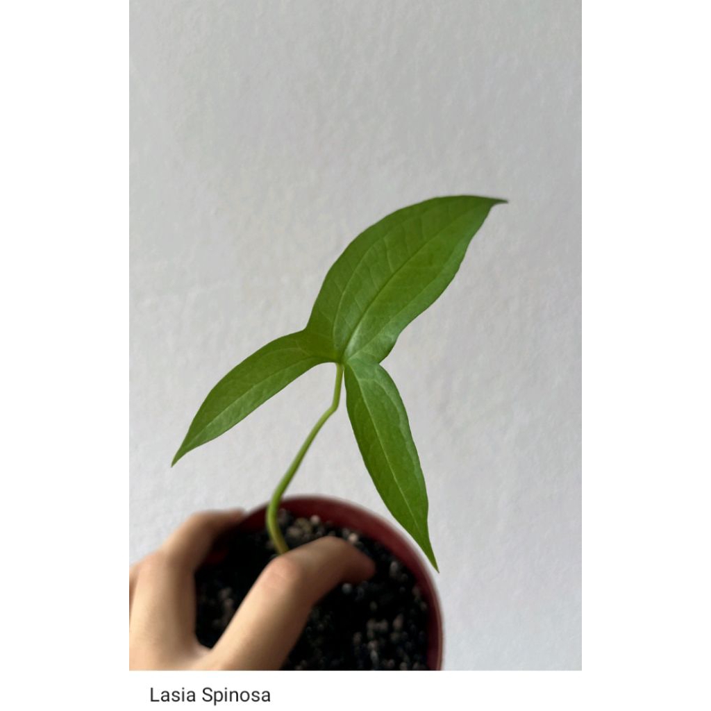 alokasia spinosa anakan 50pcs