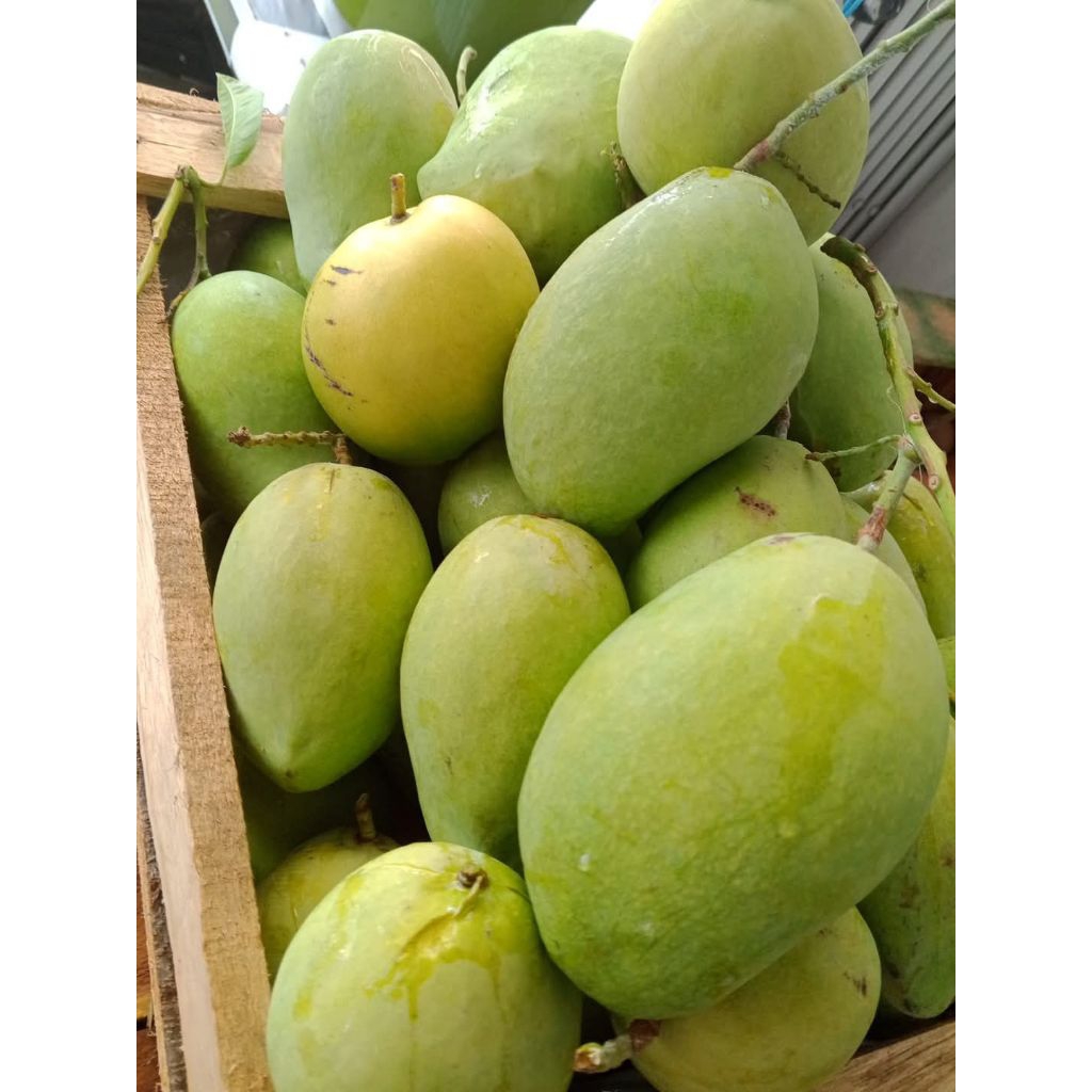 

mangga indramayu cengkir per 1kg cocok untuk rujak dan jus