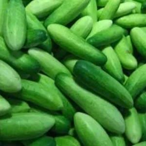 

TIMUN kecil untuk lalap 250gram