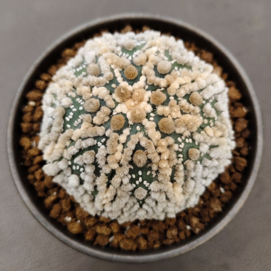 Astrophytum asterias cv. Hanazono size besar