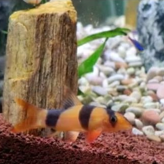 ikan hias botia badut / kalimantan / ikan pembersih