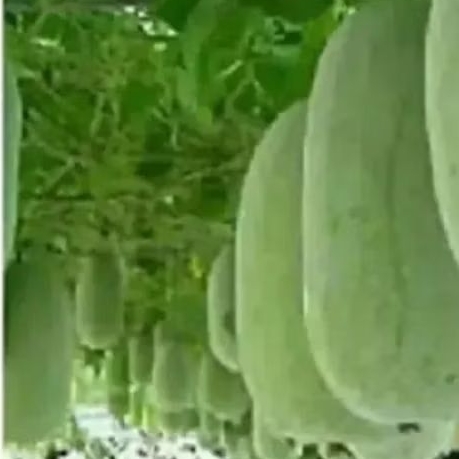 BENIH/BIJI BUAH KUNDUR/BLIGO (25 butir)