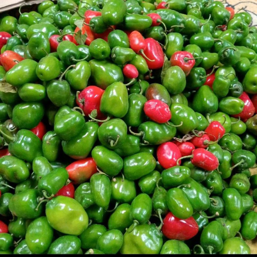 

1 kg Cabe bendot pangalengan cabai fresh langsung dari kebun cabai setan superr pedas