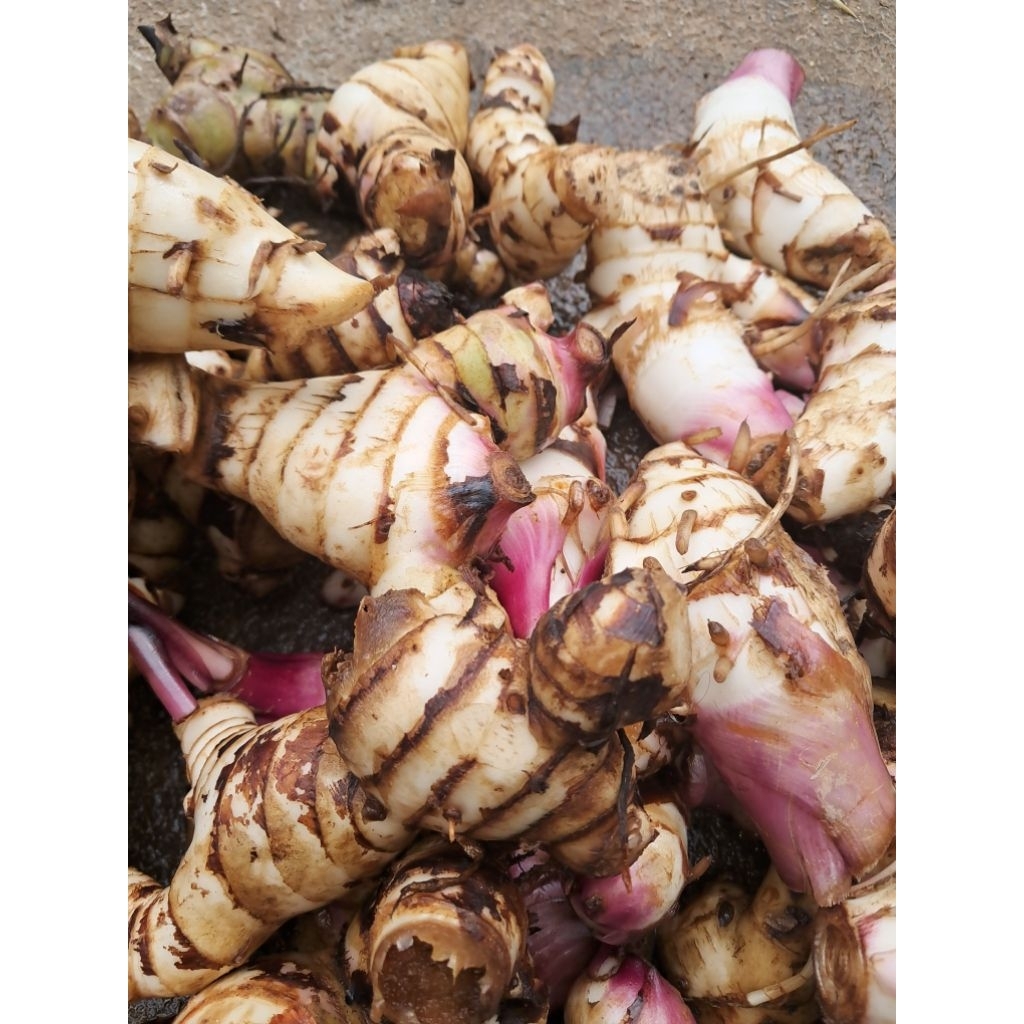 

jual ubi ganyong segar 1kg penambah menu makannan