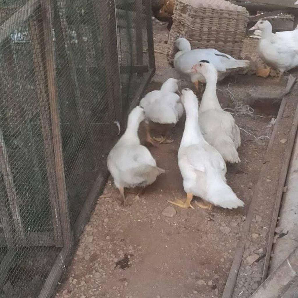 Bebek Nila Entok indukan