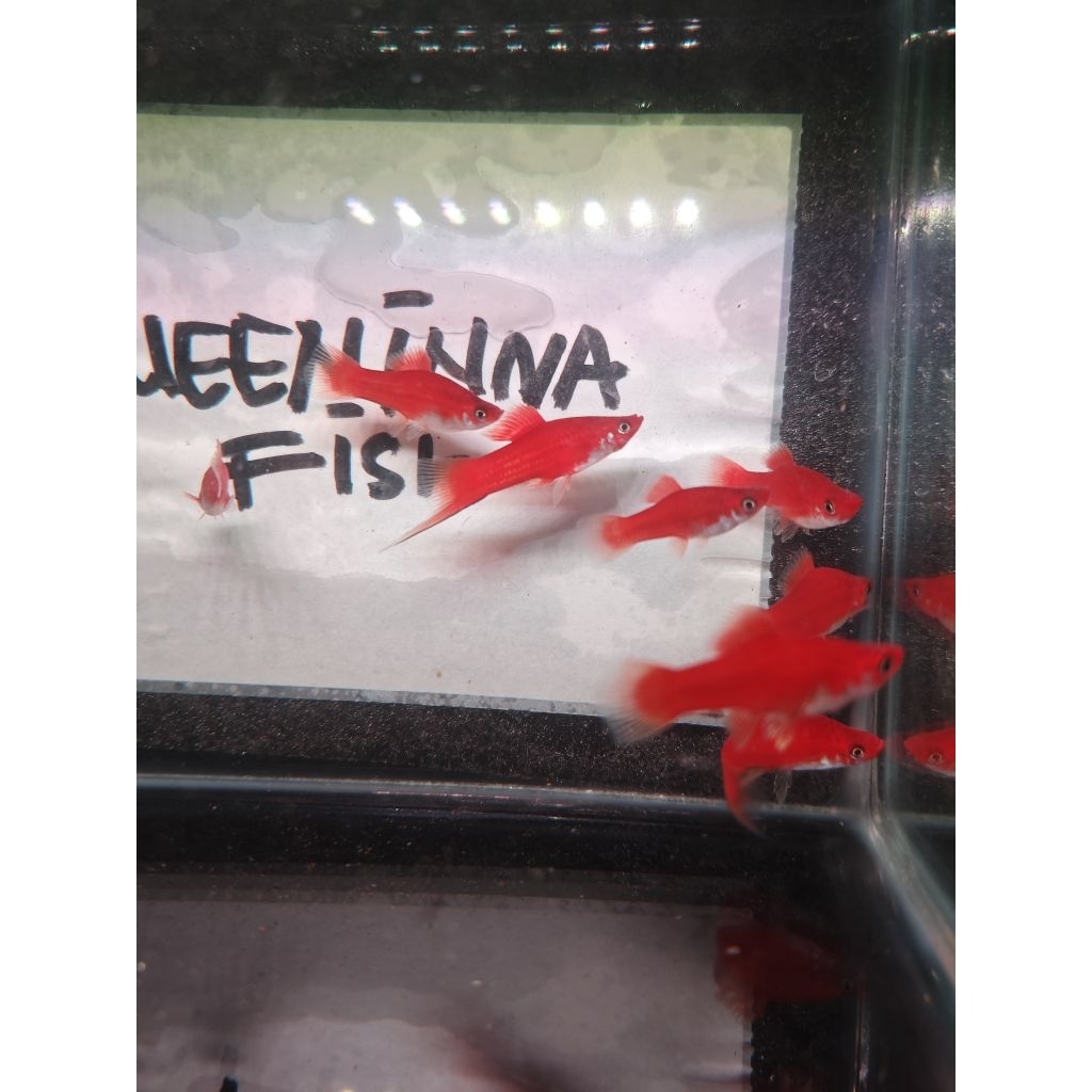 ikan molly red swordtail platy pedang