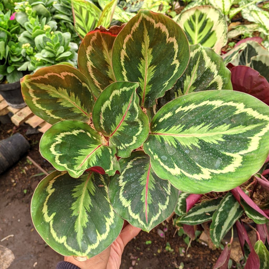 Tanaman Hias Calathea medalion V2 Ori Calatea Medallion Import  Kalatea Medalion
