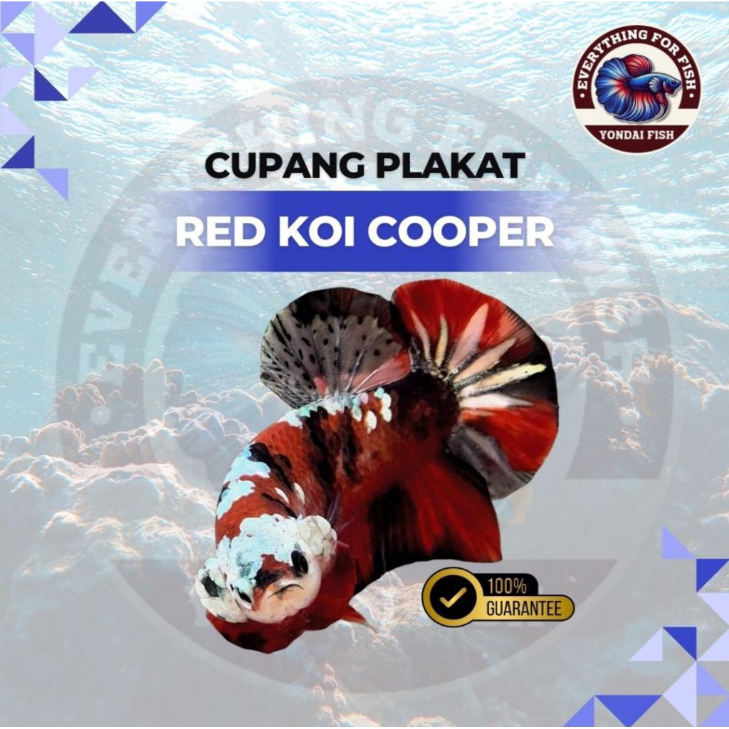 Plakat Red Koi Cooper | TOP GRADE | BEST SELLER