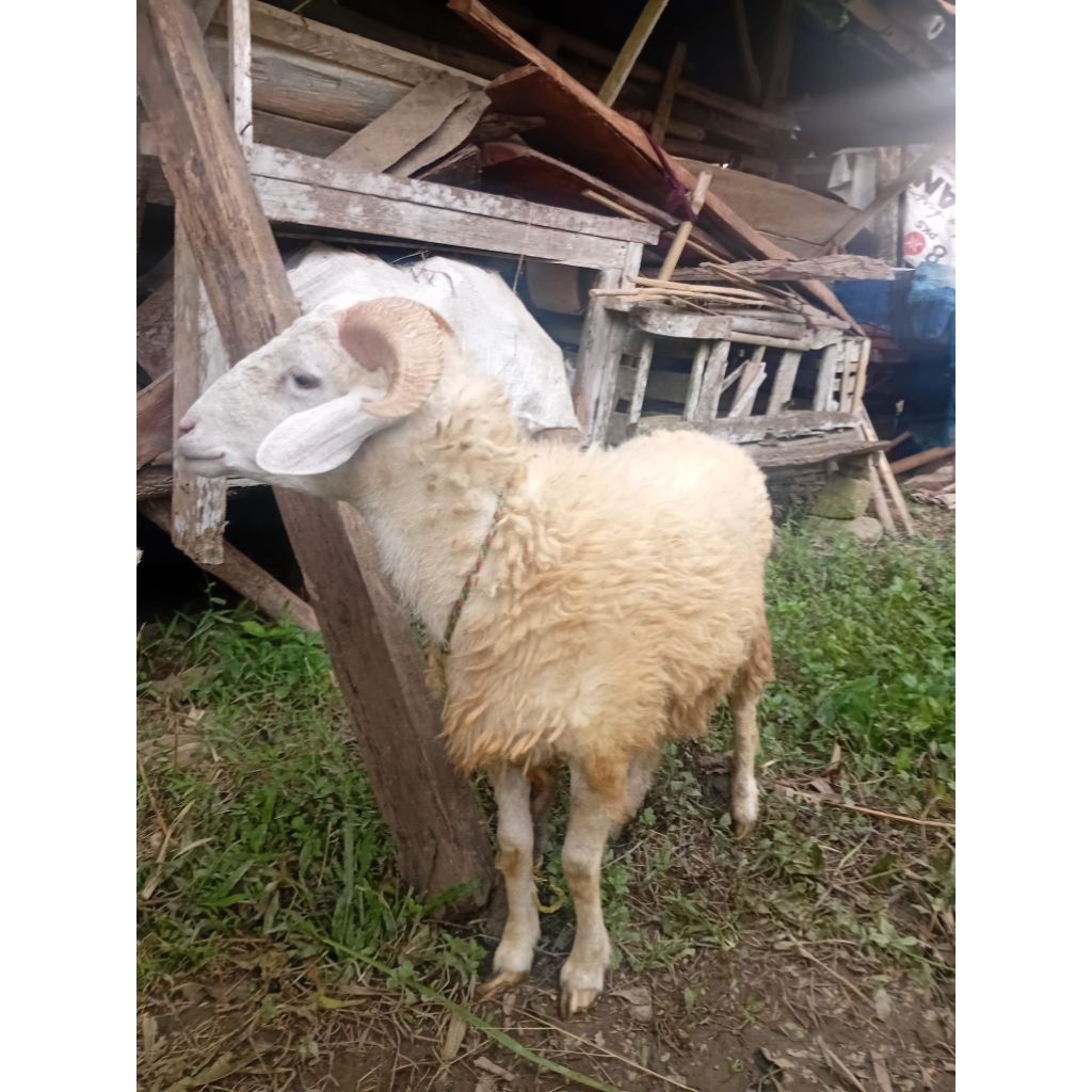 

domba super buat idul adha