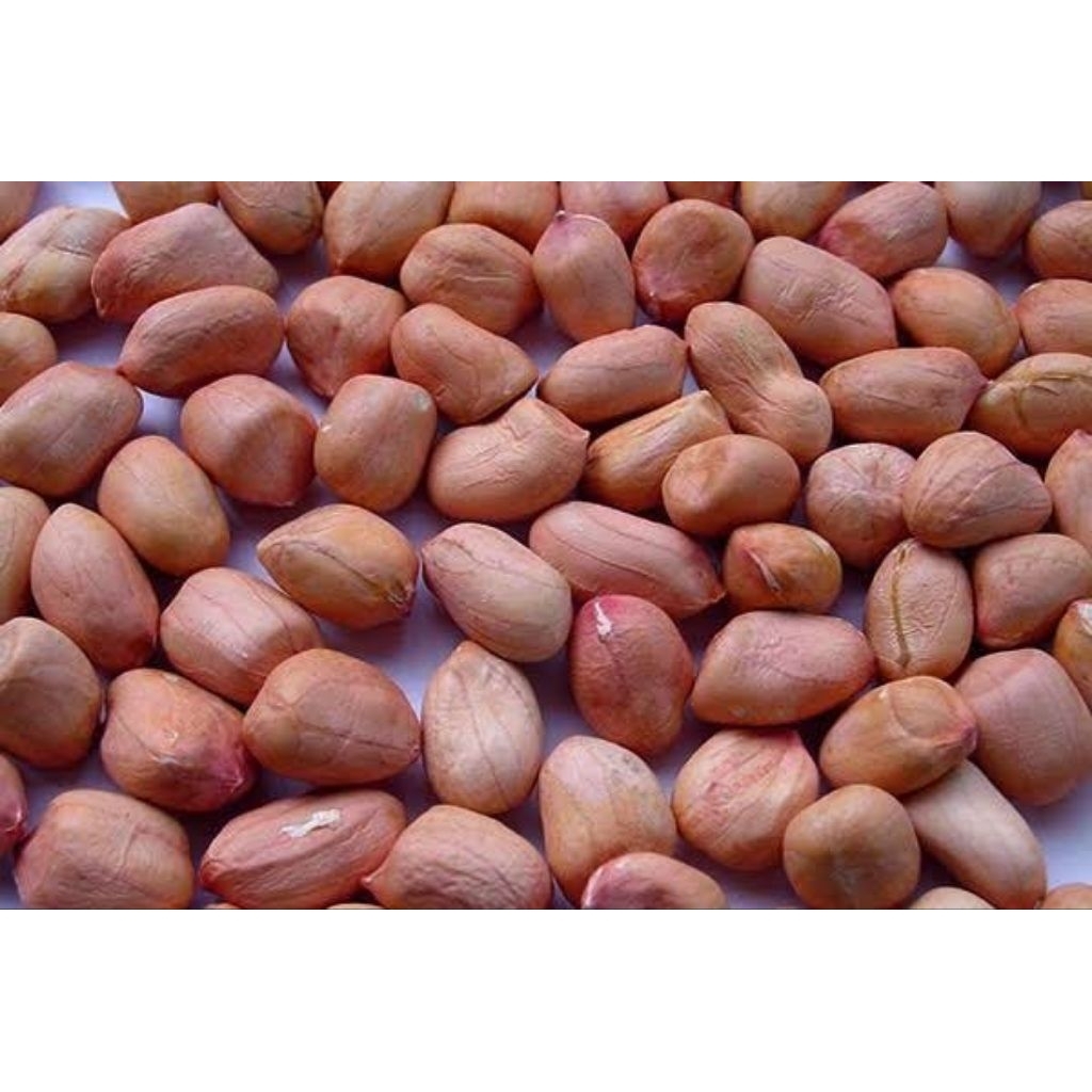 

PROMOKACANGTANAHSUPER ASLI%MADURAbisaECEr&GROSIR