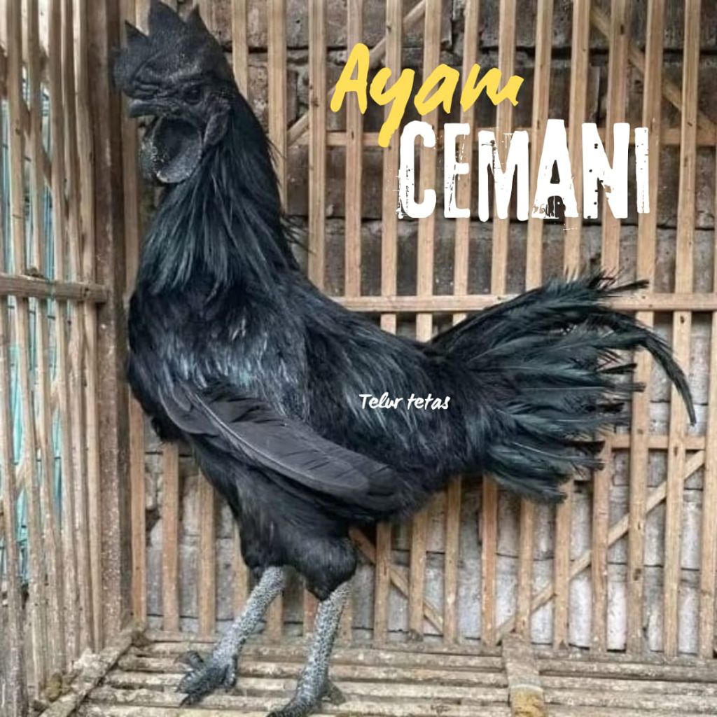 

telur ayam cemani lidah hitam asli full hitam bisa untuk di tetaskan