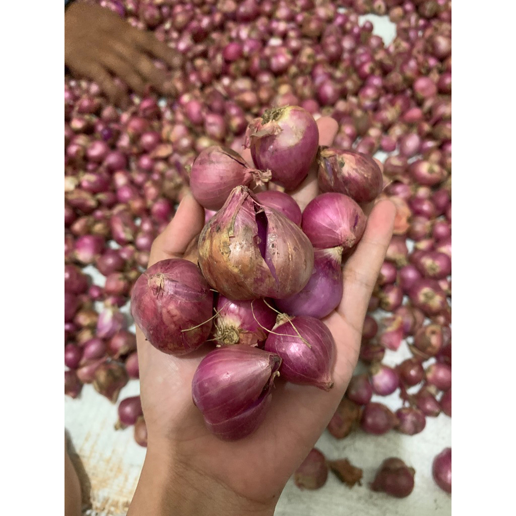 

BAWANG MERAH BIMA SUPER