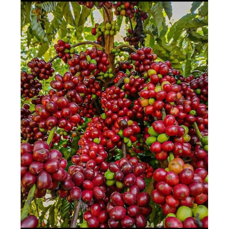 bibit tanaman kopi