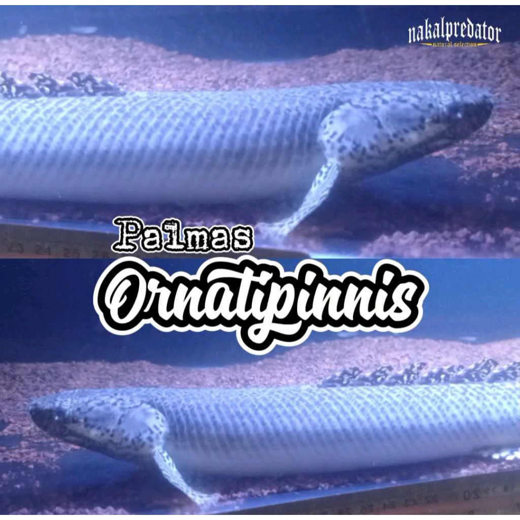 Palmas Orna Ornatipinnis Jumbo 1 pasang