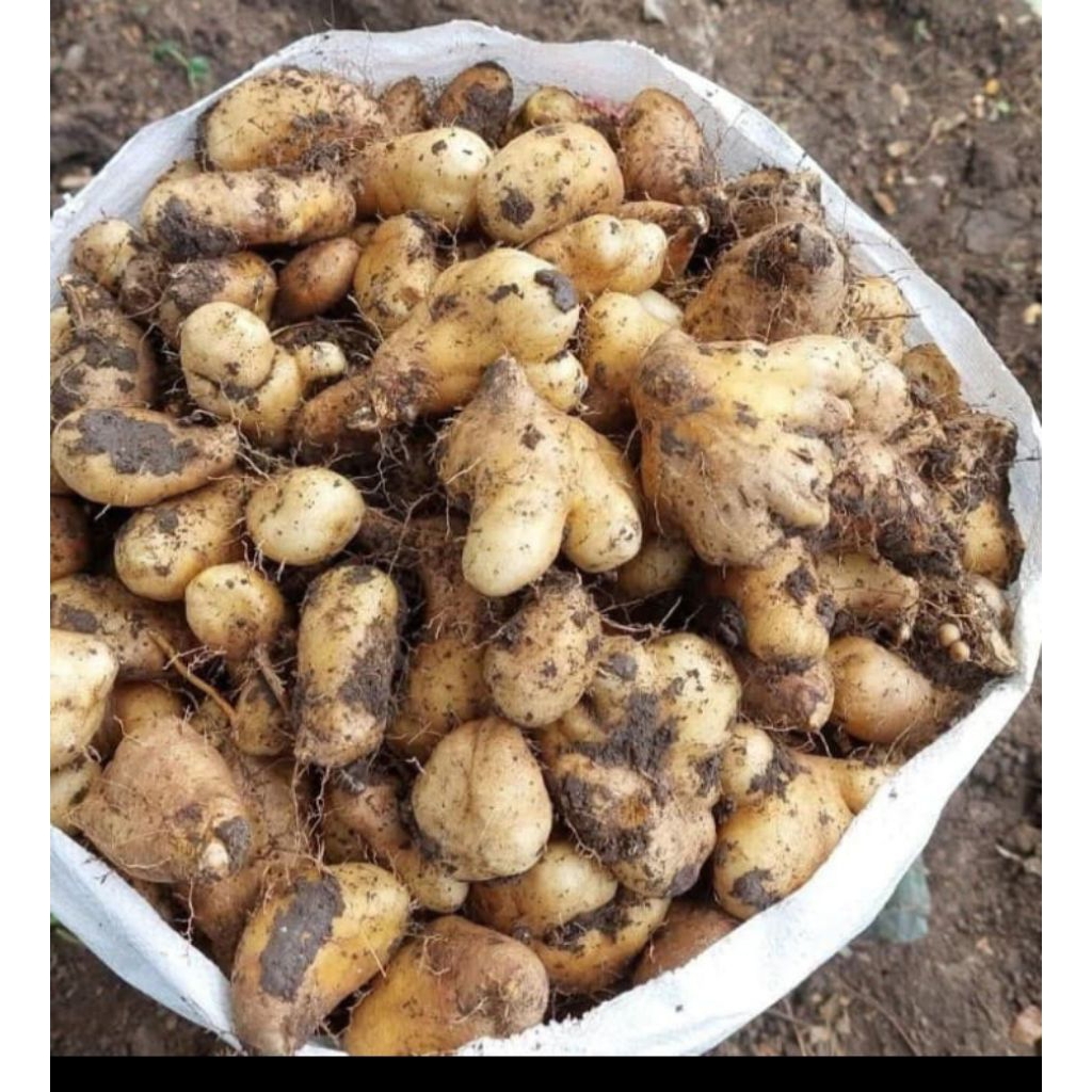 

gembili umbi umbian 1kg