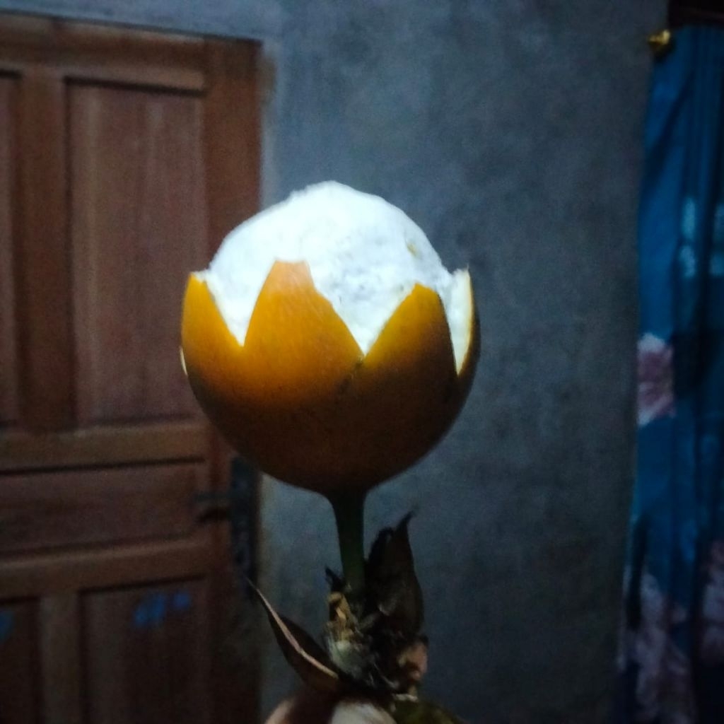 

Konyal Markisa Madu Khas Garut – Manis, Sehat, Segar | Oleh-Oleh Viral | GARANSI Matang l 500 gr
