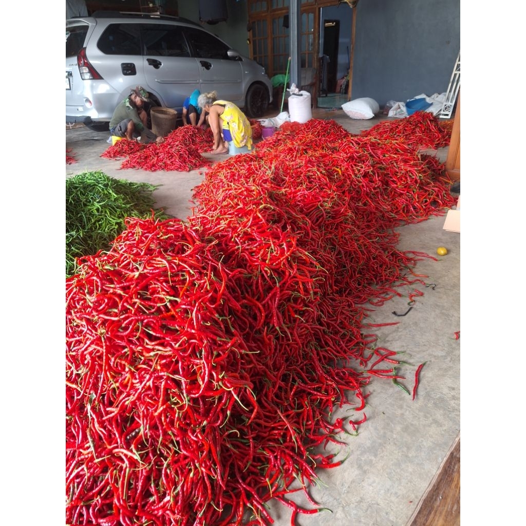 

Termurah Cabe / Cabai Merah Keriting 500 gr (DISKON buka pertama)