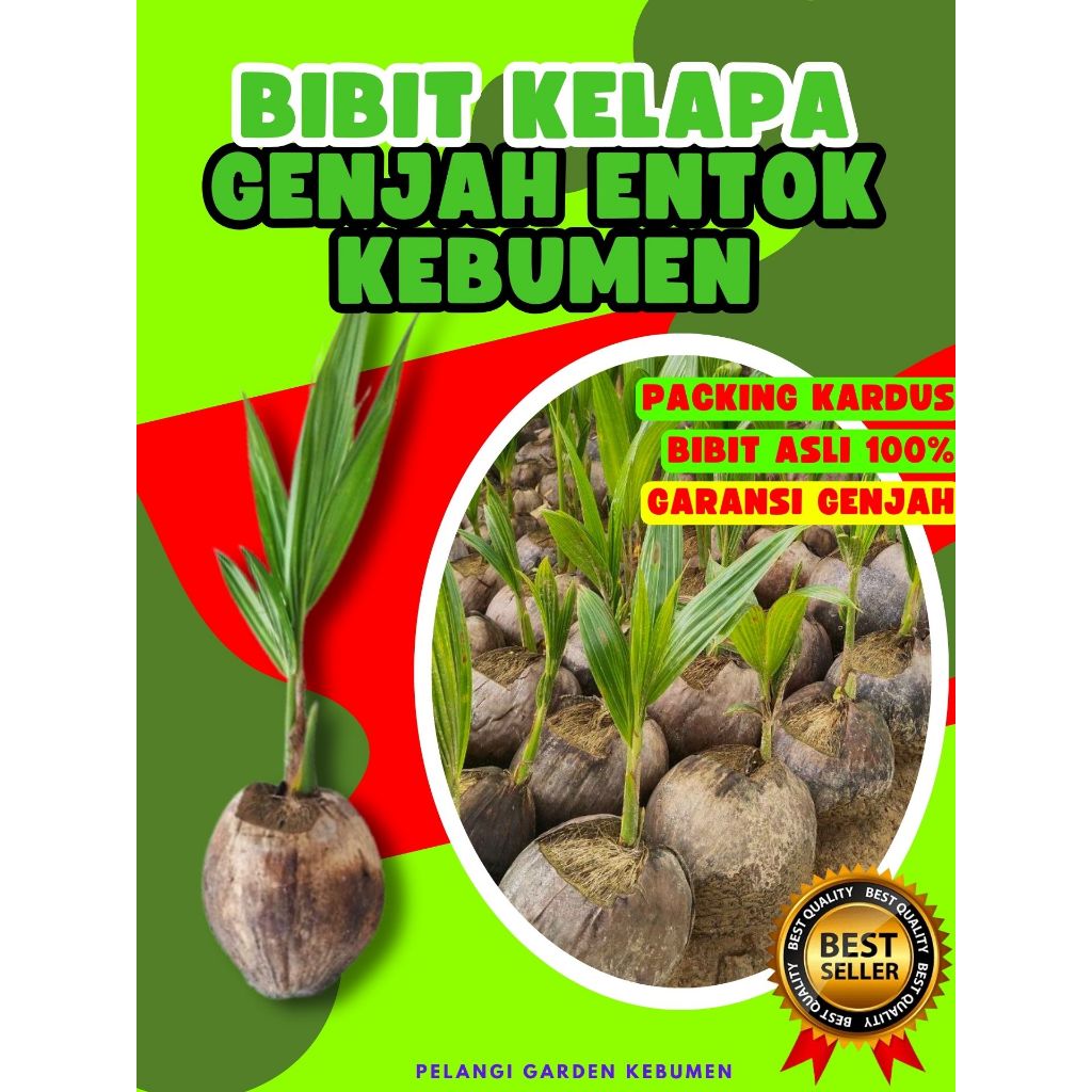 BIBIT UNGGUL.. Tanaman Kelapa Hijau, Tanaman Kelapa Hibrida Hijau Jumbo, Tanaman Kelapa Hijau Asli