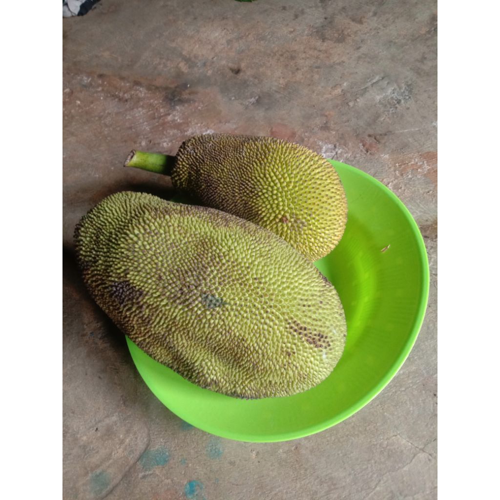

buah nangka muda per 1kg