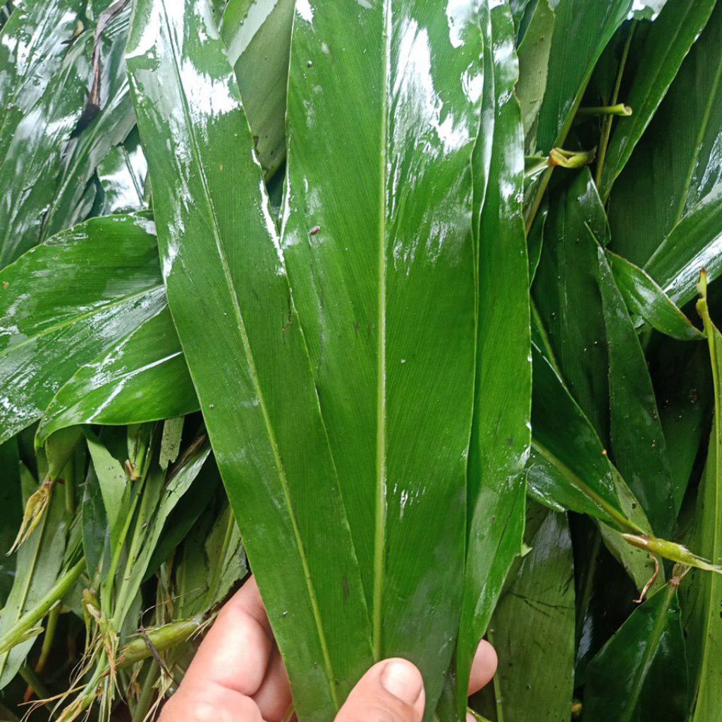 

daun walang rempah segar 1 kg