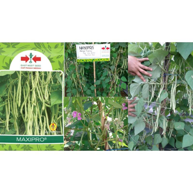 Benih Bibit Buncis Jumbo Maxipro SP (Perawatan Mudah Tahan Virus Disukai Pasar) Isi 225 Butir