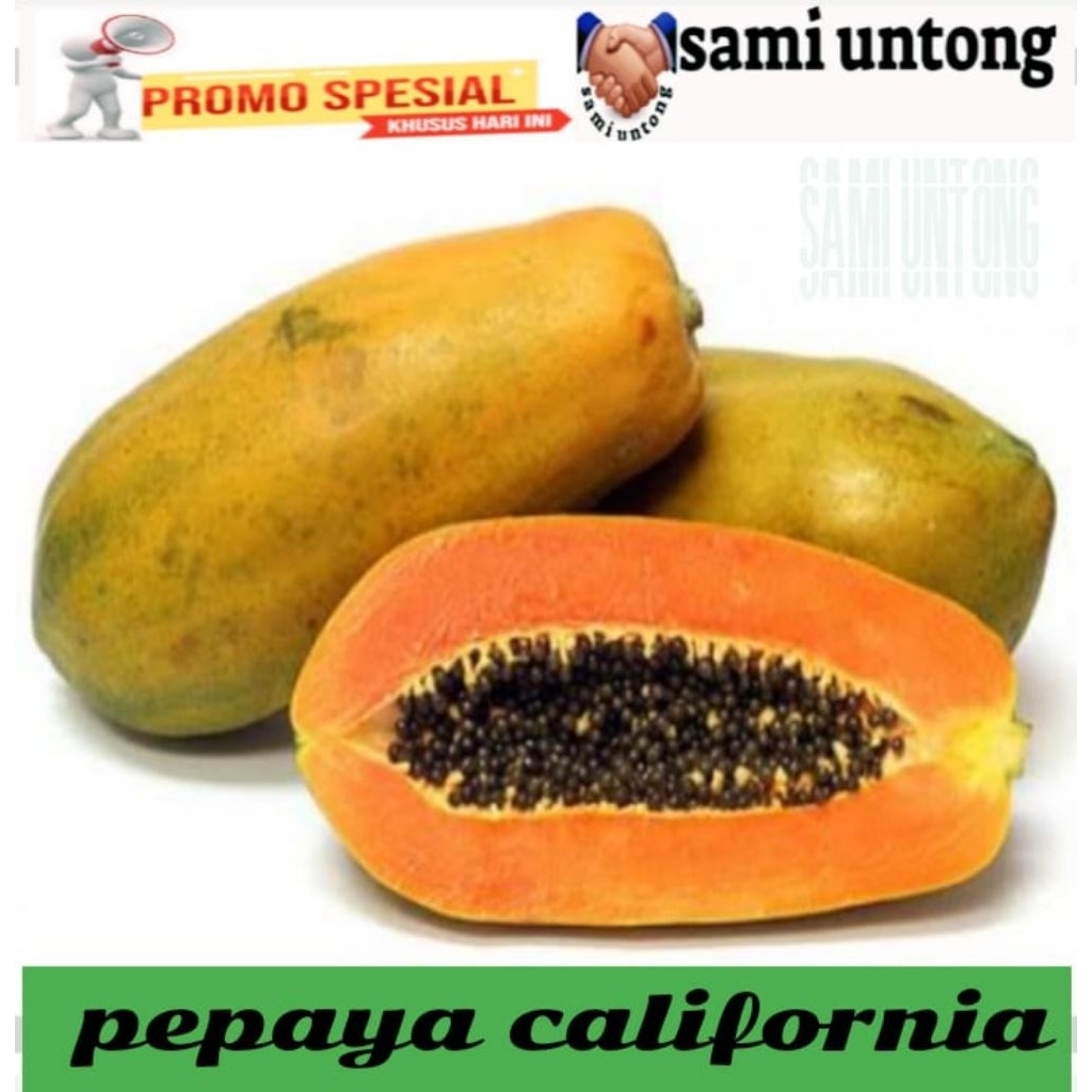 BIJI BENIH PEPAYA CALIFORNIA MADU benih buah pepaya hibrida super