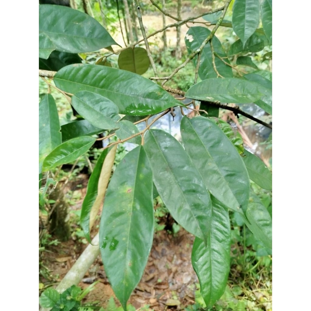 

Daun durian segar 50 lembar