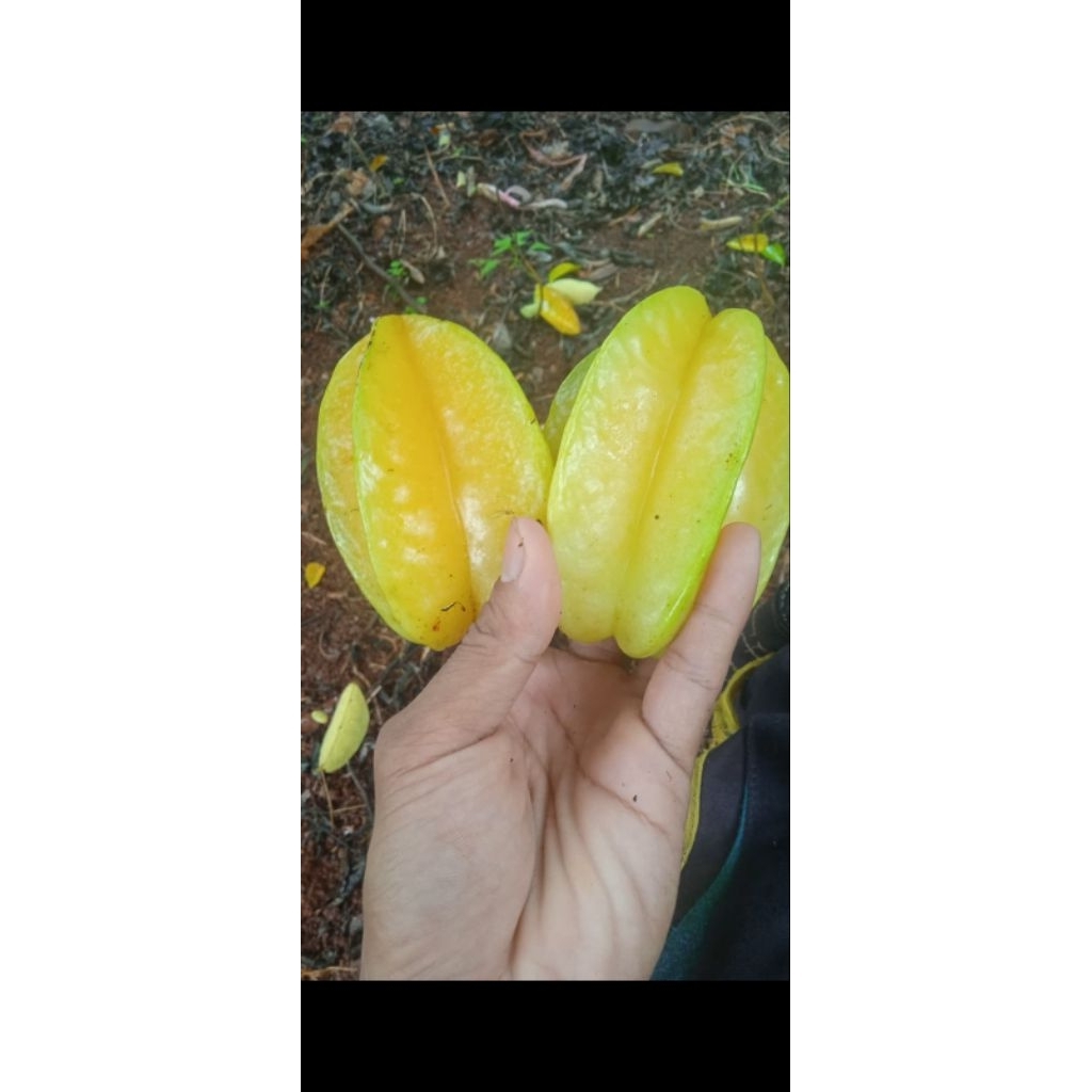 

blimbing madu asli tasikmadu