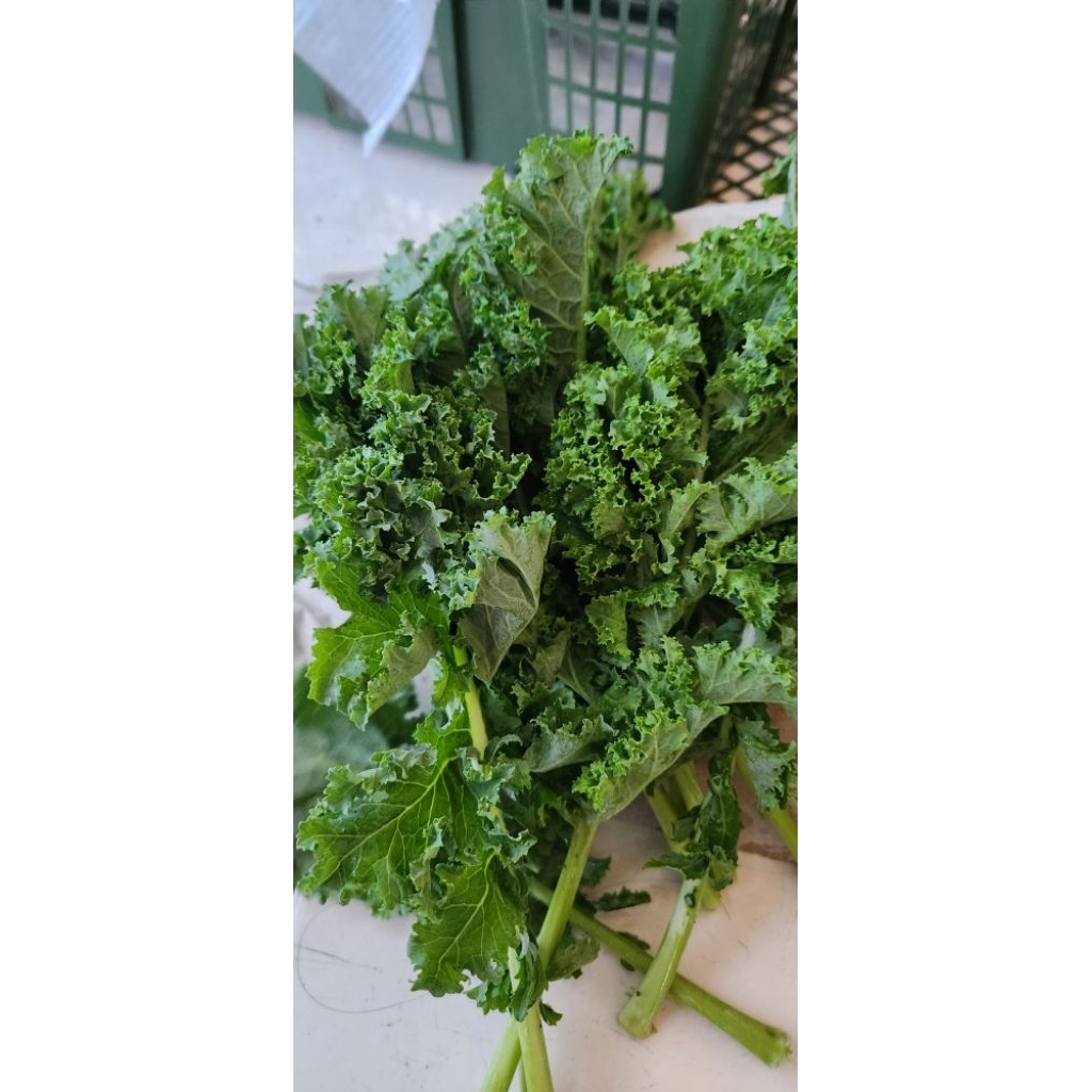 

Kale keriting - Sayuran Kale - Sayur segar - Kale lokal