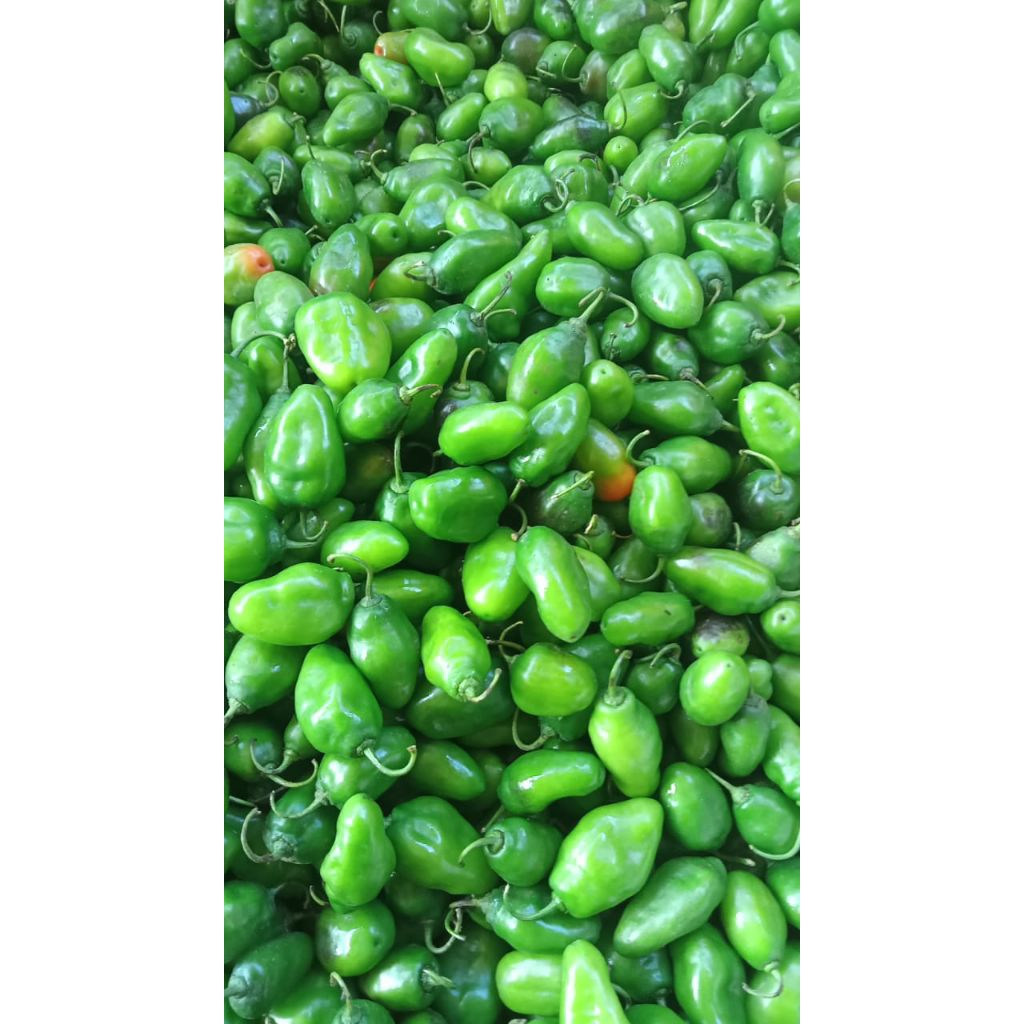 

cabe gendot 1kg/cabe viral