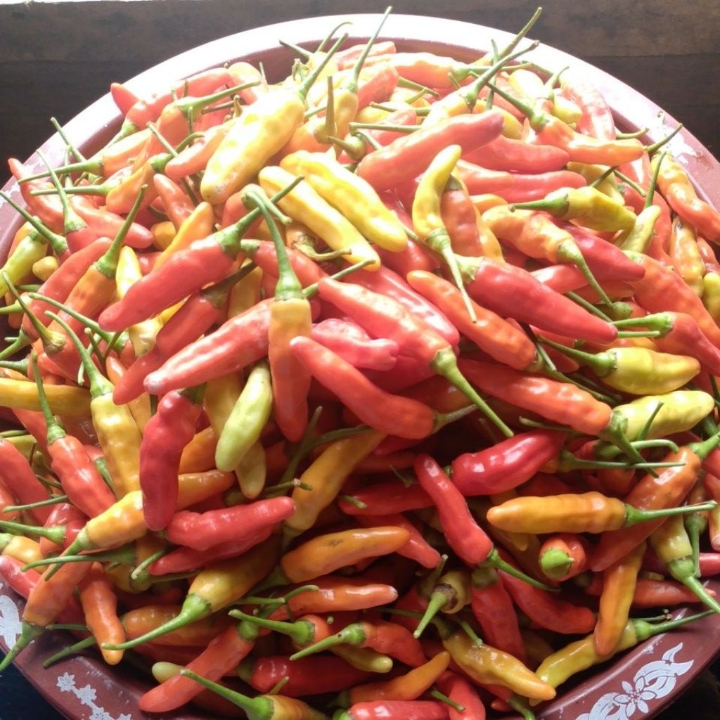 

Cabai Rawit ORI Fresh petik langsung dari kebun