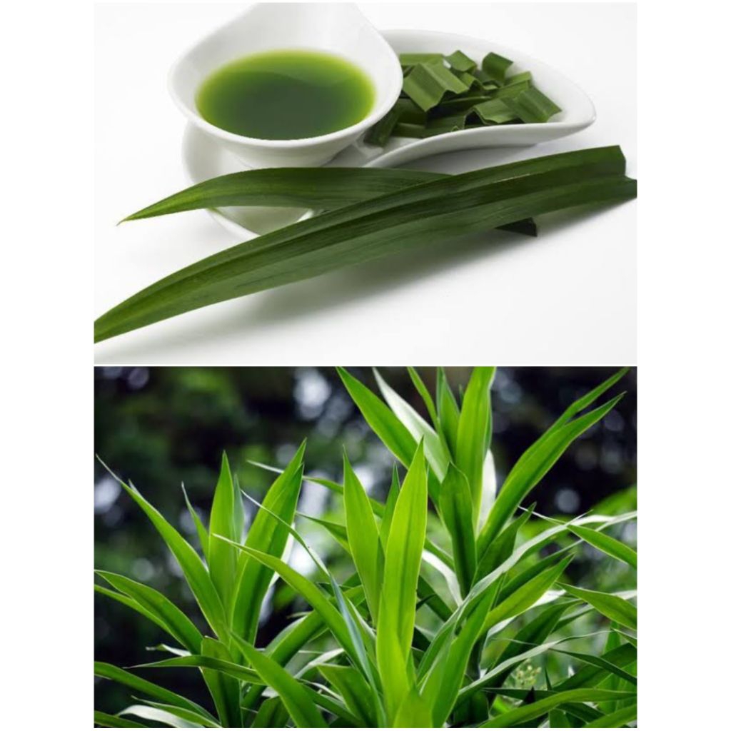 

Daun Suji / Pandan Sili Segar Untuk Pewarna Alami Per 20 Lembar