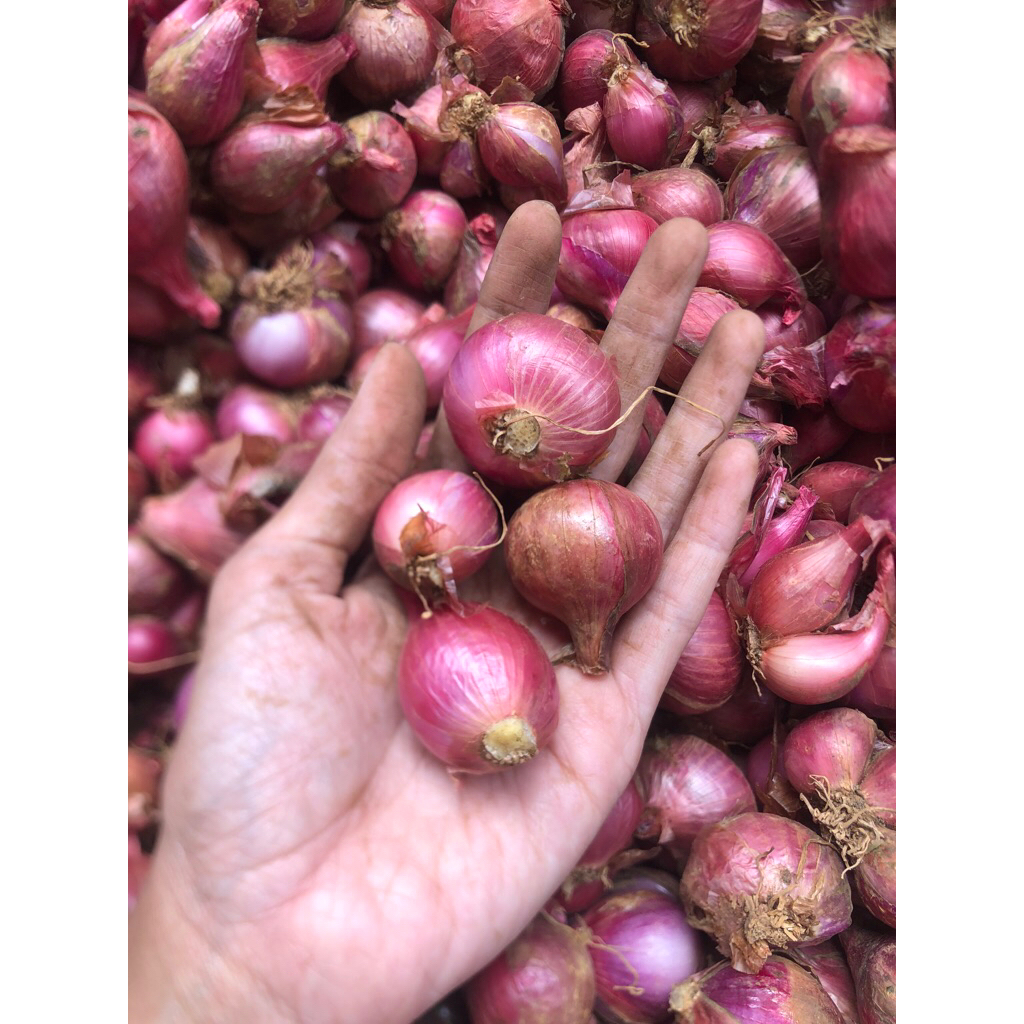 

bawangmerahbalikaret