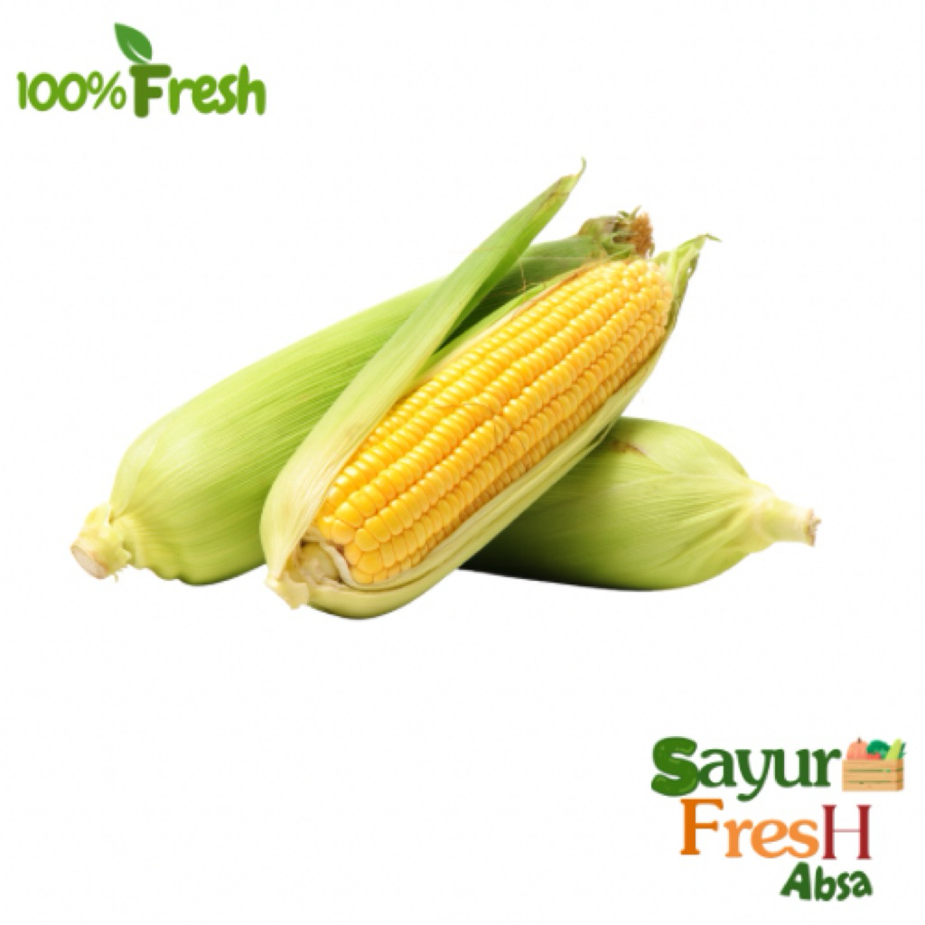 

Jagung fresh perbuah berkualitas tinggi