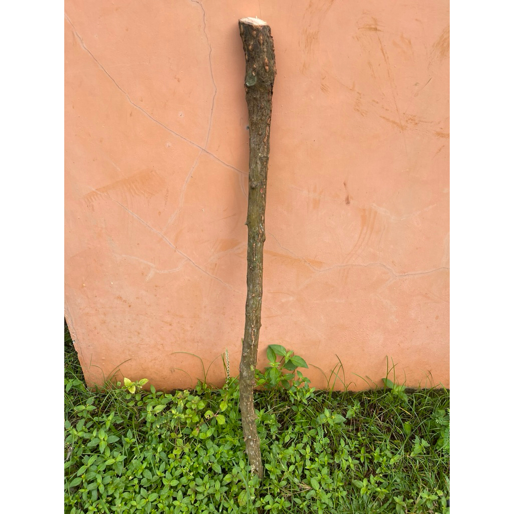 tongkat kayu dewandaru