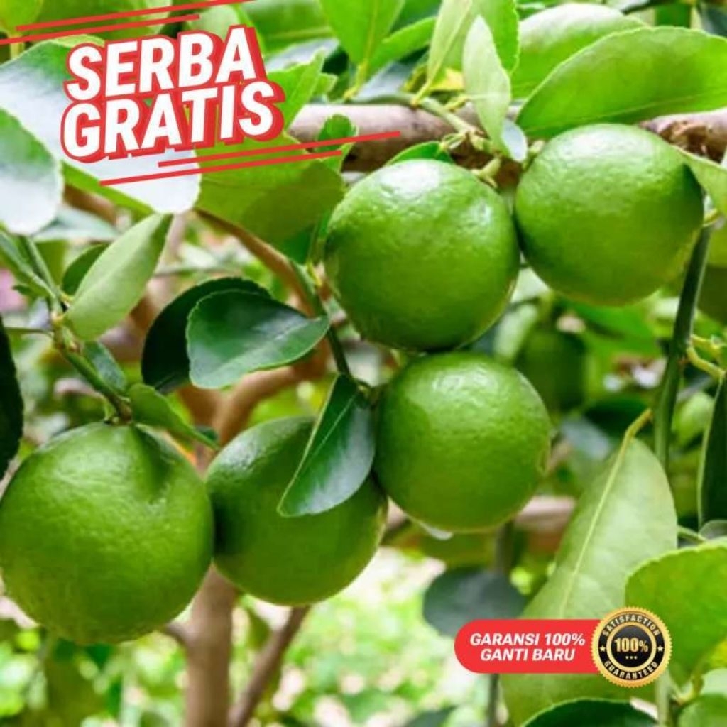 bibit jeruk nipis (SUDAH BERBUAH)