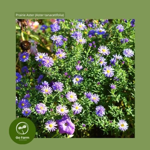 Benih Bibit Prairie Aster (Aster tanacetifolia)