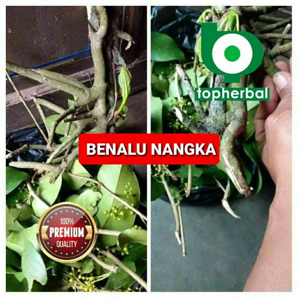 

Daun benalu nangka kering hijau grade A+ 1kg/1000gram