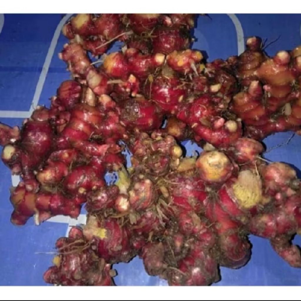 

jahe merah segar, 1 kg