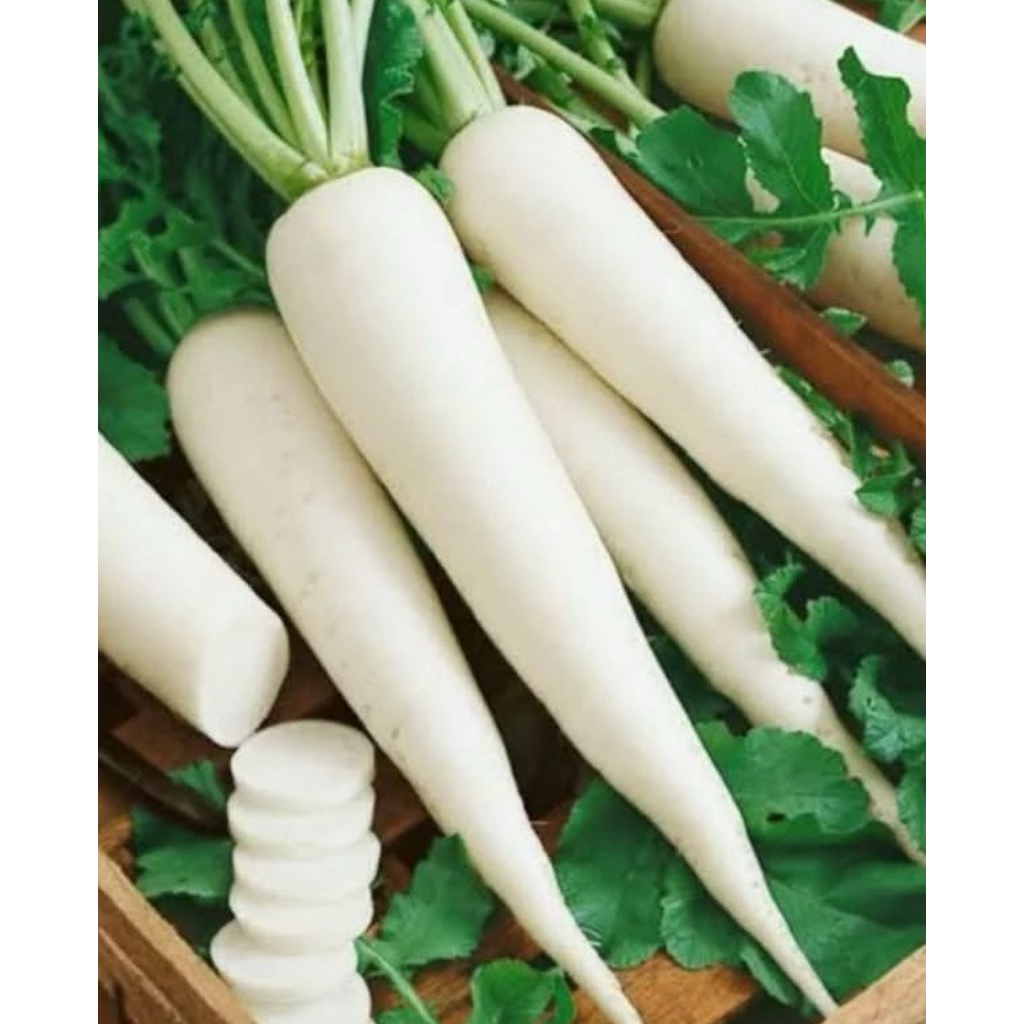 

PROMO COD LOBAK SUPER