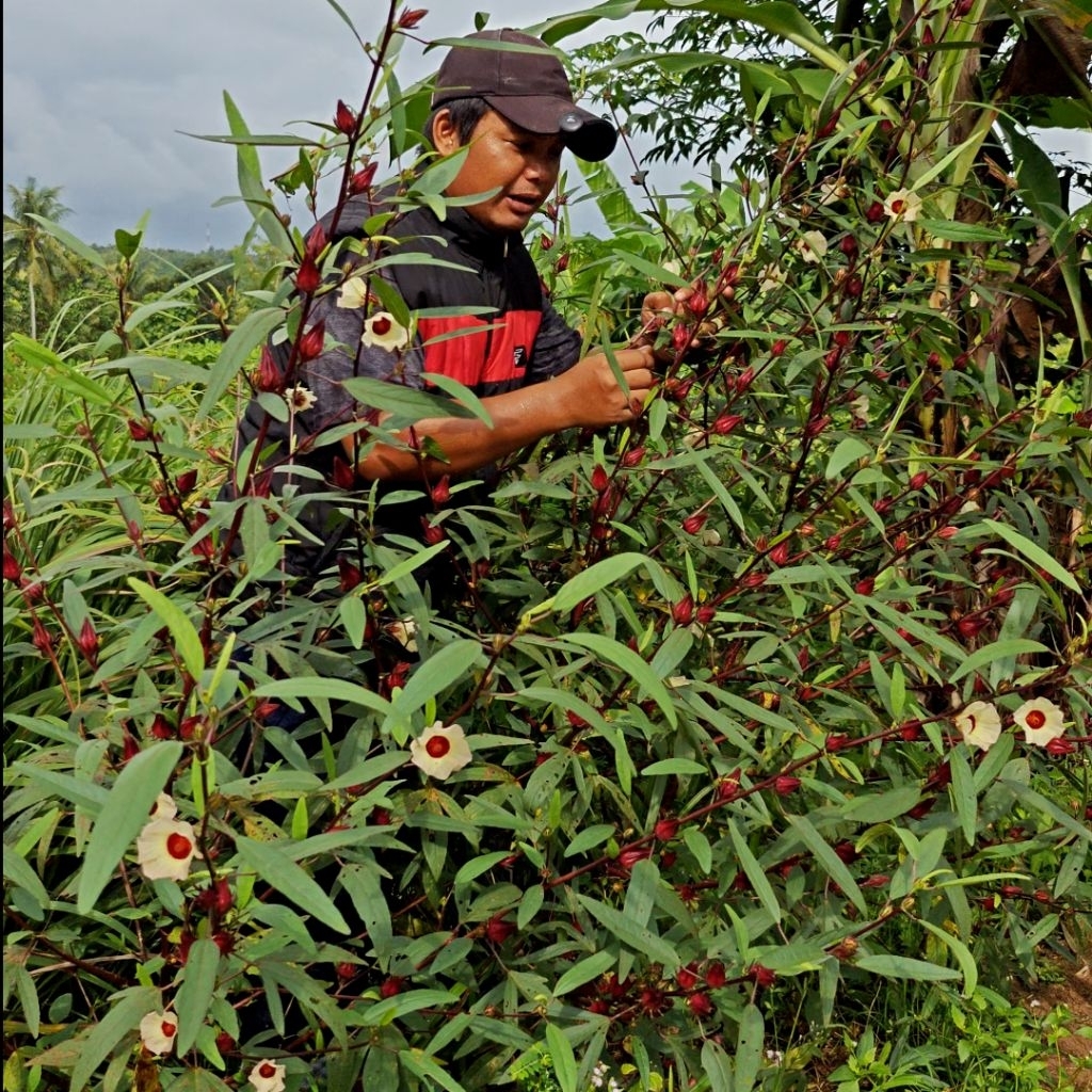 

Bunga ROSELA FRESH untuk Kesehatan - Hasil Bumi Cianjur