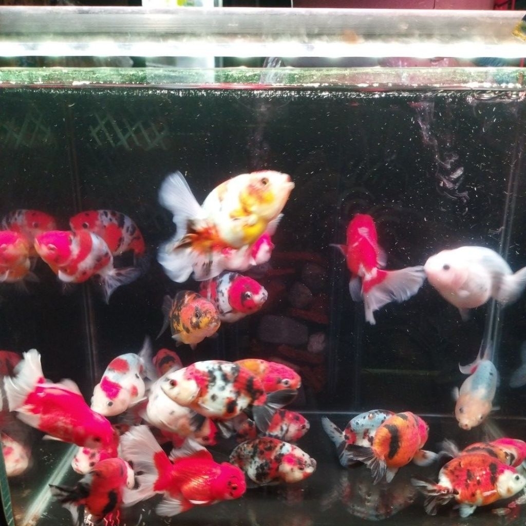 IKAN MAS KOKI HIASAN AQUARIUM