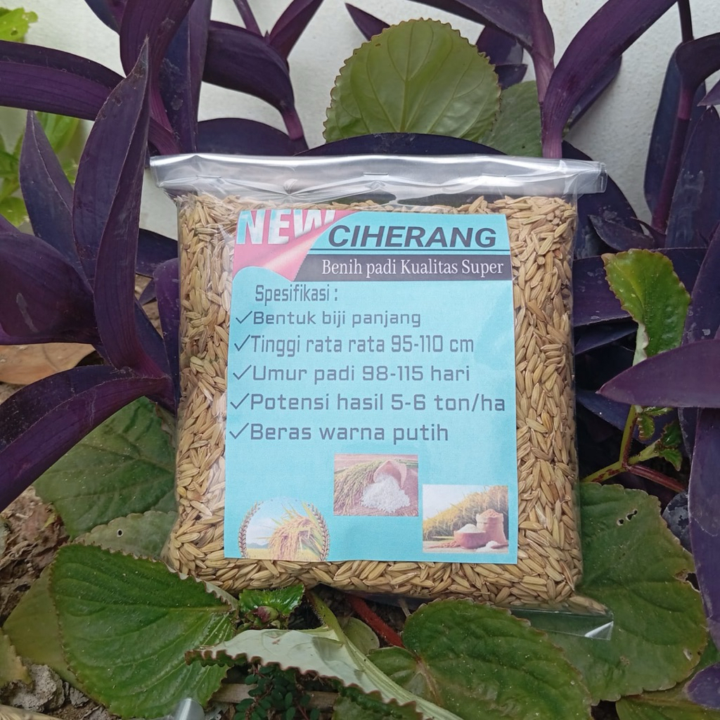 Benih padi lokal Ciherang unggul beras putih 1 kg super