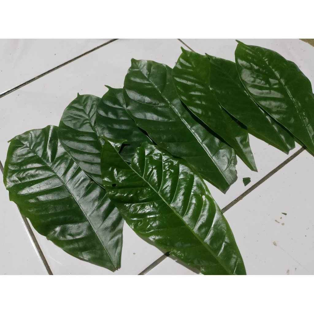 

Daun Kopi Per Lembar