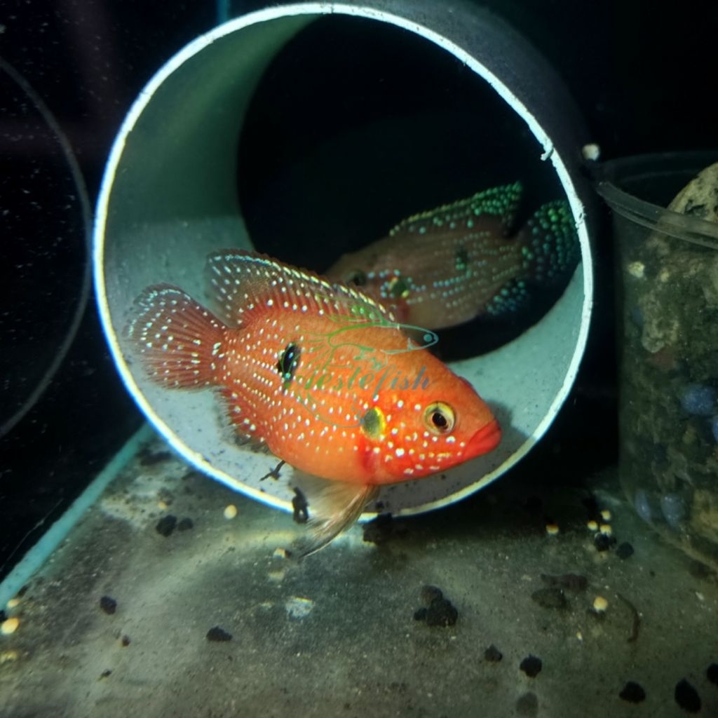 Red Jewel Cichlid Short Body Induk
