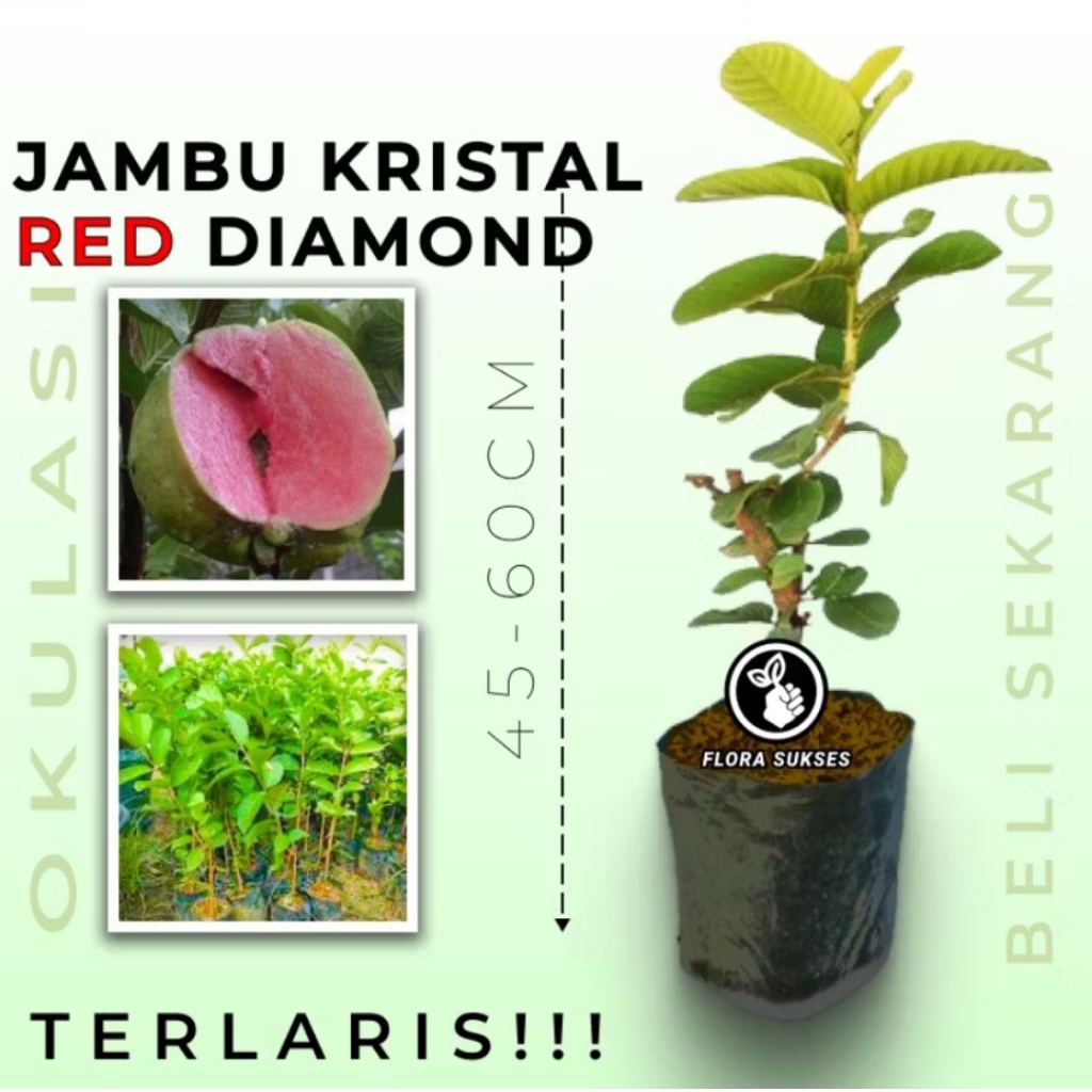 Bibit Tanaman Jambu Kristal Merah Red Diamond Asli Okulasi Pohon Jambu Kristal Merah