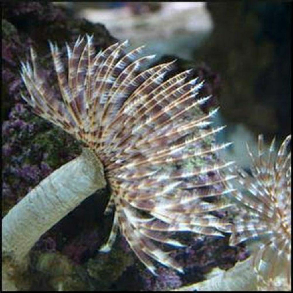 

BIOTA LAUT CACING KOKER