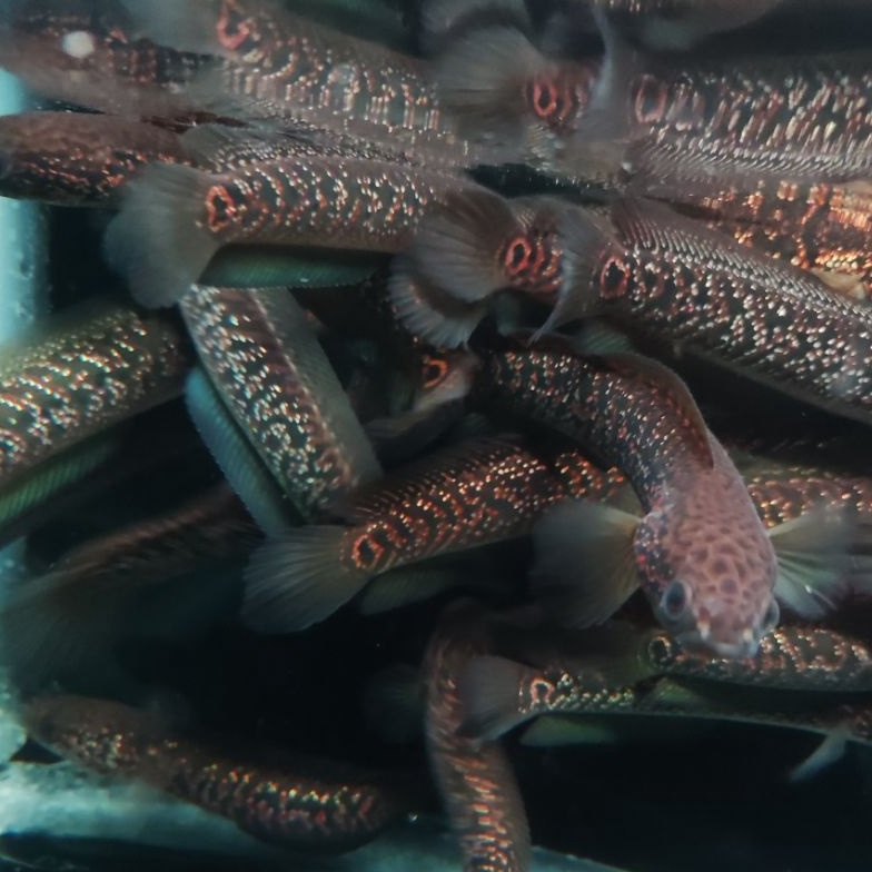 KODE M79O Asiatica RedSpot Kalimaya 8cm