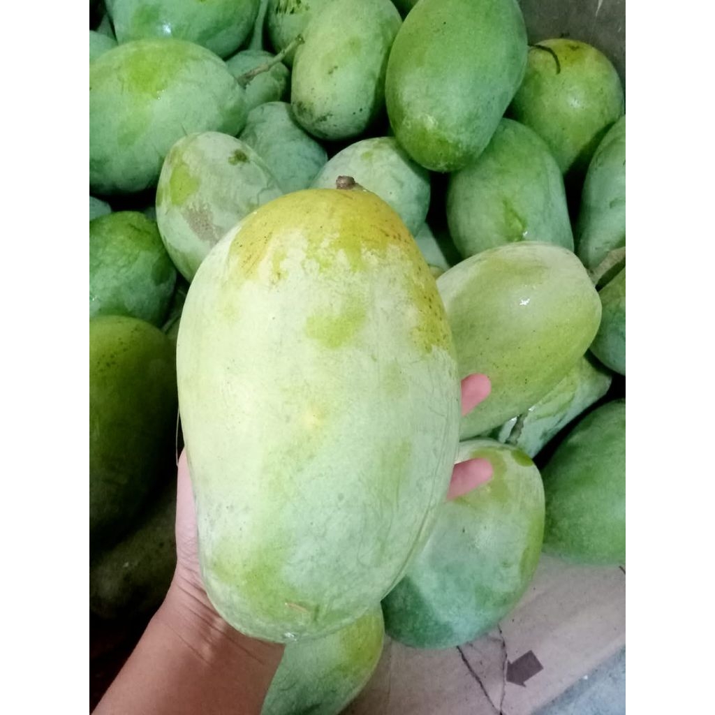 

Mangga Budi raja/mangga gajah 1 kg