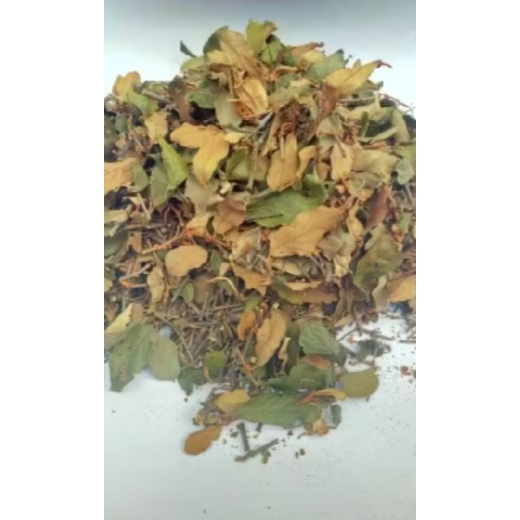 

Daun Benalu Jati Kering Obat Kanker Per 1 Kg